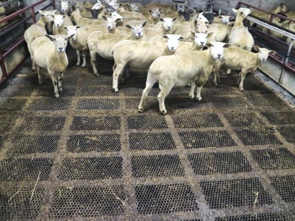 很多只羊站在鋼板網(wǎng)材料的動(dòng)物地板上。